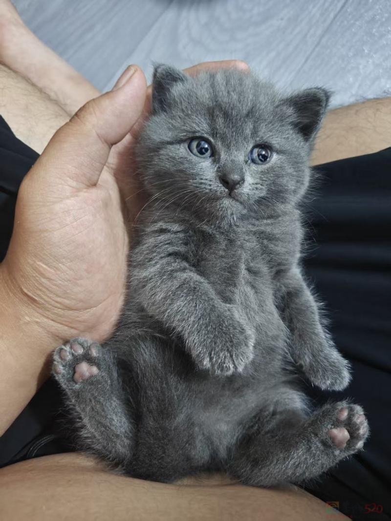 家养蓝猫宝宝满月啦????
品相漂亮体质好，超好饲养
现在就能带回家，低价小偿 ...508 / 作者:18290070M0Nn / 帖子ID:321410