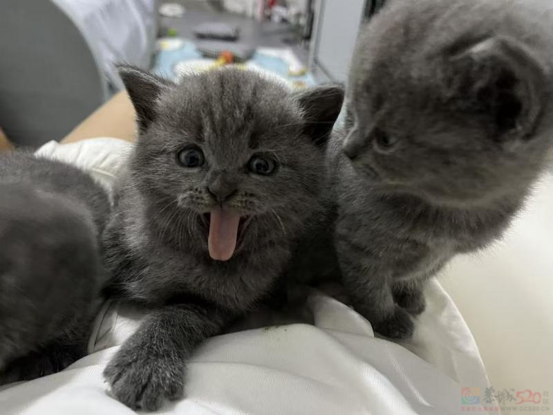 家养蓝猫宝宝满月啦????
品相漂亮体质好，超好饲养
现在就能带回家，低价小偿 ...328 / 作者:18290070M0Nn / 帖子ID:321410